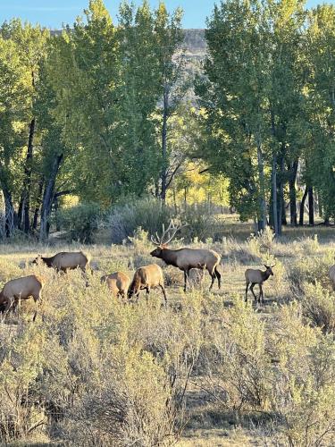 Elk Hunting